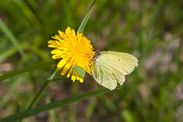 Бабочка Одиноком Одуванчике Среди Травы — стоковое фото