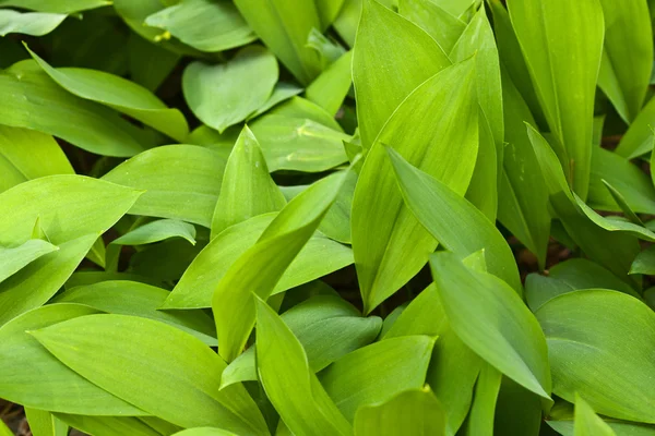 stock image Background from leaves of a lily of the valley