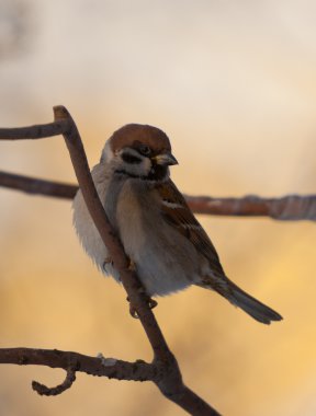 Bir şube (Passer montanus oturan bir serçe portresi)