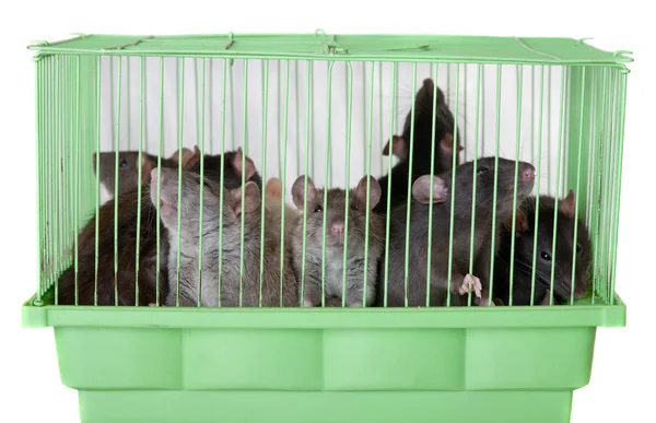 这是很多关在一个笼子里的老鼠 — 图库照片