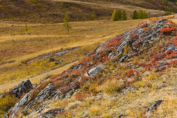 Камни Яркими Растениями Осенью — стоковое фото