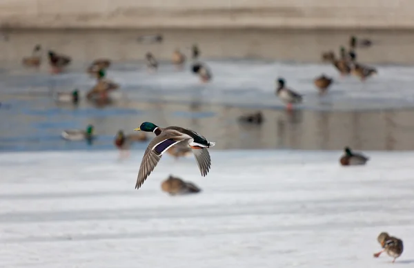 冬季河上的鸭子 — 图库照片