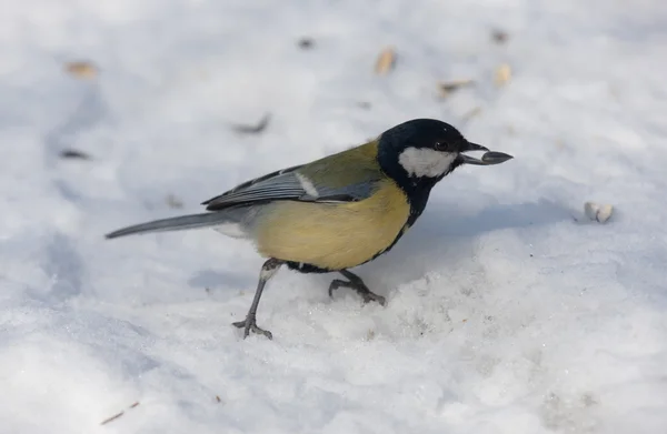 stock image Portrait of a titmouse with seed on snow