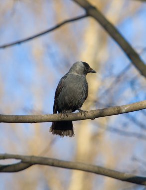 Jackdaw on a tree clipart