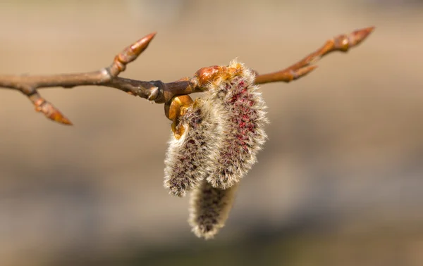 Poplar in the spring