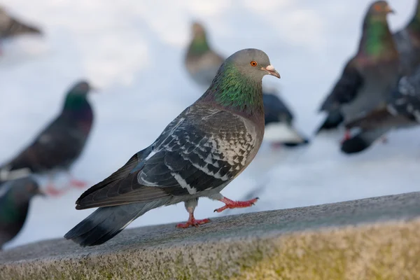 Pigeon marcheur — Photo