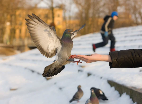 Pombo em uma mão — Fotografia de Stock