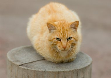 bir saplama üzerinde kedi