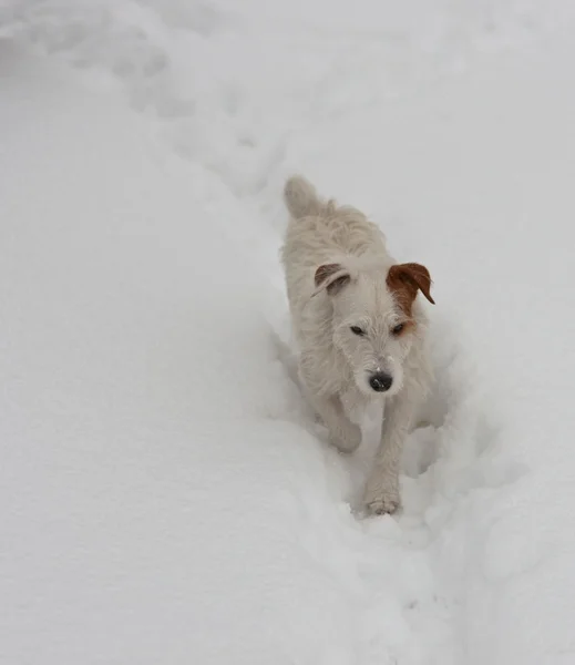 På en gångstig i snö — Stockfoto