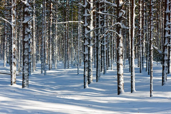 Madera de pino invierno — Foto de Stock