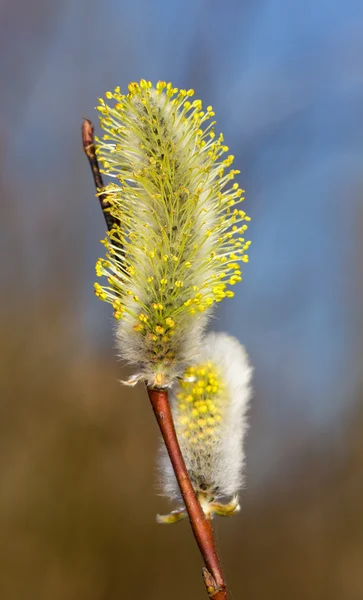 Primavera amarilla —  Fotos de Stock