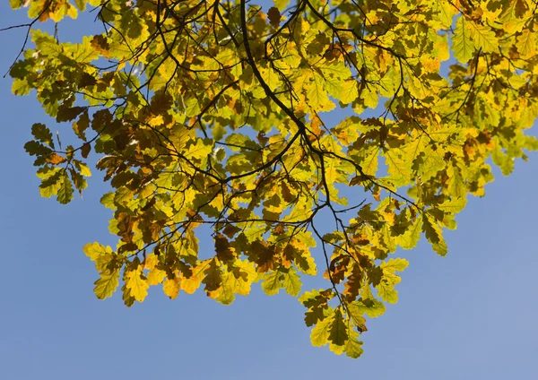 Oak foliage — Stock Photo, Image