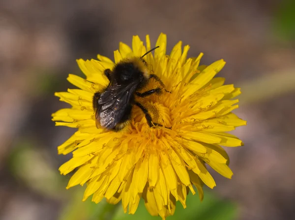 L'abeille recueille le pollen — Photo