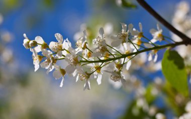 bir kuş kiraz Şubesi