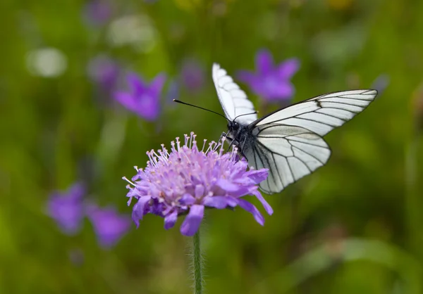 Бабочка на фиолетовом цветке — стоковое фото