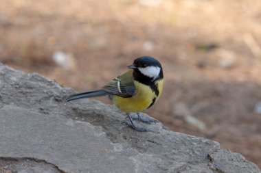 baştankara üzerine bir stone