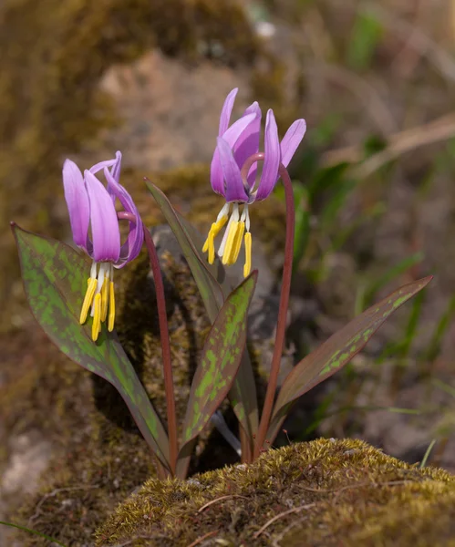 stock image Small spring flowers