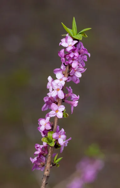 Daphne in fiore — Foto Stock