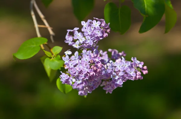 La rama primaveral de la lila — Foto de Stock