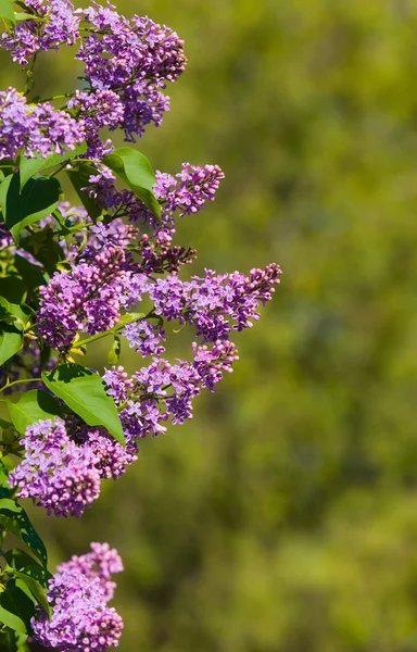 Spring branches of a lilac — Stock Photo, Image