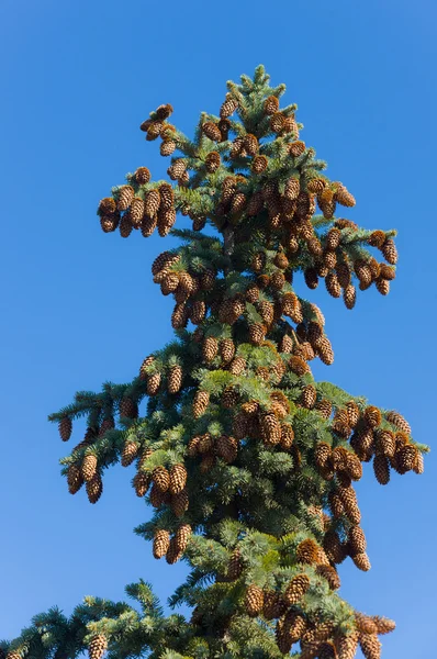 Top of a fir — Stock Photo, Image
