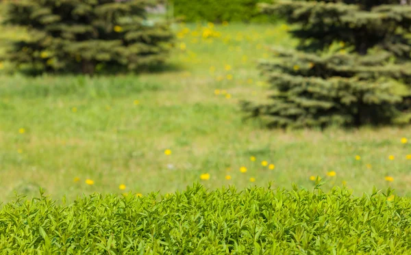 stock image Green spring