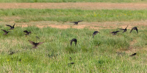 stock image Flight of flock