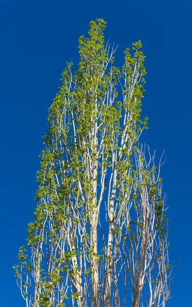 Spring poplar — Stock Photo, Image