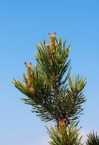 Branch of a pine — Stock Photo, Image
