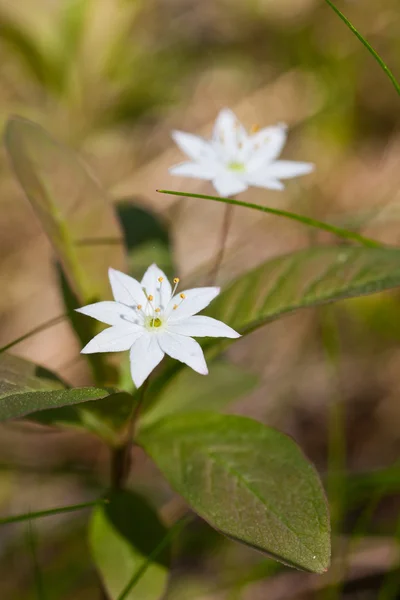 Two white flowers — Stock Photo, Image