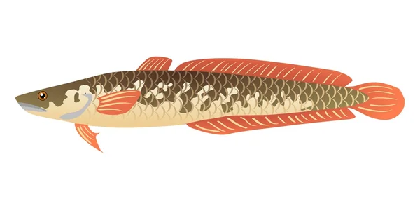 Avocat poisson — Image vectorielle