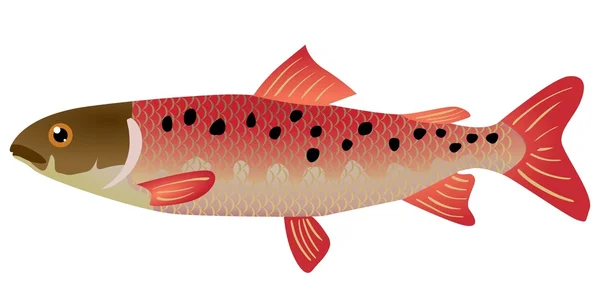 Lenok balık — Stok Vektör