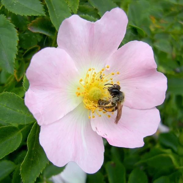 狗玫瑰与蜜蜂 — 图库照片