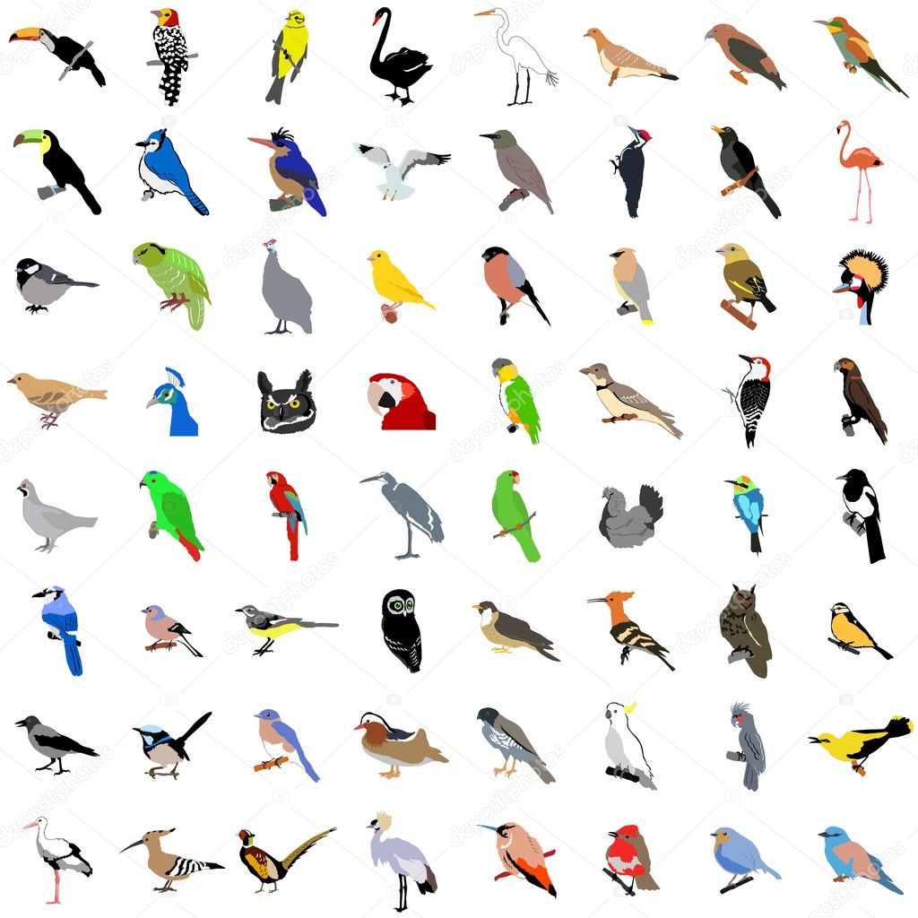 Big collection of birds
