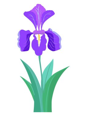 Iris flower clipart