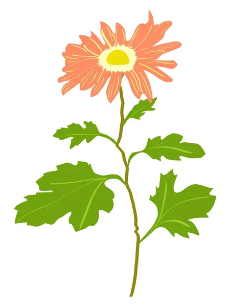 Crisantemo — Foto de stock gratuita