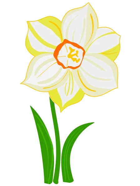 Narcissus blomma — Stock vektor
