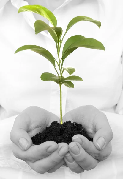 A young new plant growing in hands — Stock Photo, Image