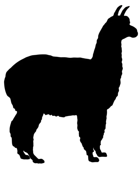 Silhouette of alpaca — Stock Photo, Image
