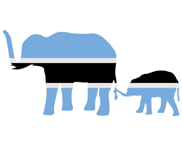 보츠와나 코끼리 — 스톡 사진