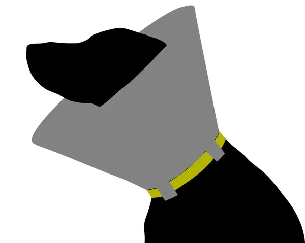 Dog with ruff — Stock Photo, Image