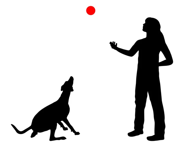 犬训练 — 图库照片