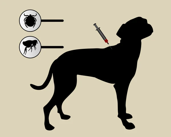 Perro obtiene una inoculación contra pulgas y garrapatas en blanco — Foto de Stock