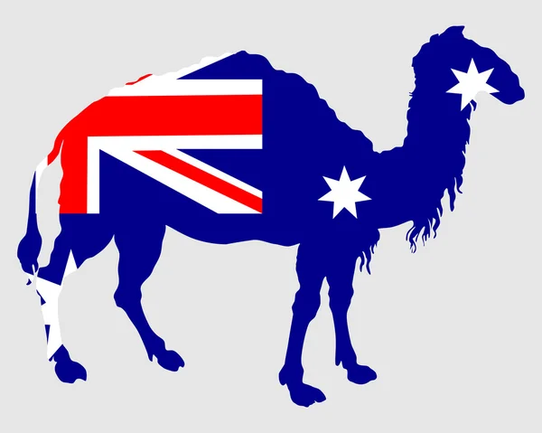 Avustralya bayrağı deve ile — Stok fotoğraf