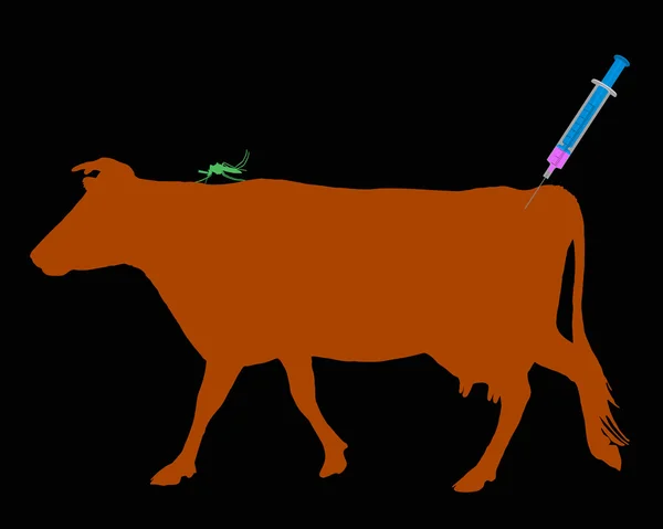 Vaca recebe uma imunização contra uma doença — Fotografia de Stock