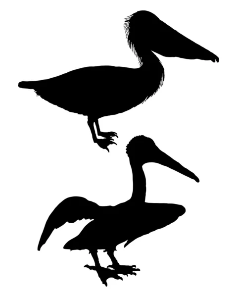 Pelicanos negros — Fotografia de Stock