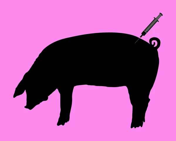 Swine gets an inoculation because of swine flu — Stock Photo, Image