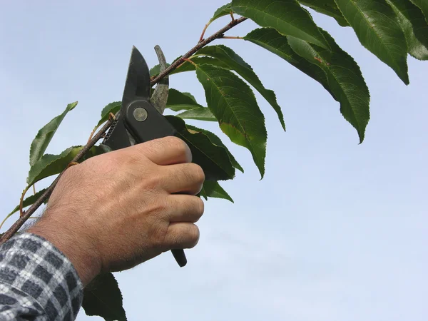 Výřez z ruky se zahradnické nůžky, stříhání větev — Stock fotografie