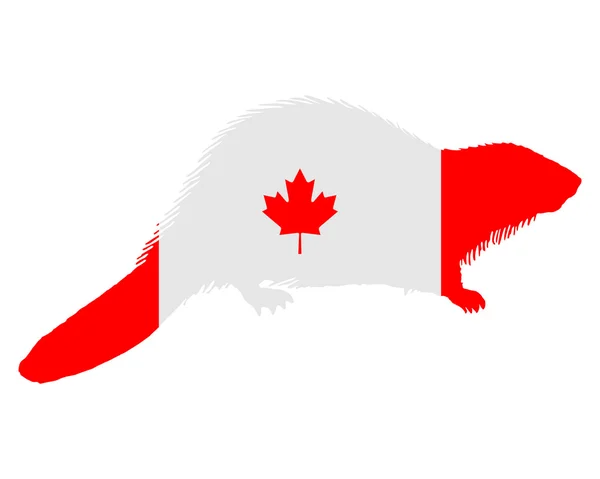 Kanadischer Biber — Stockfoto