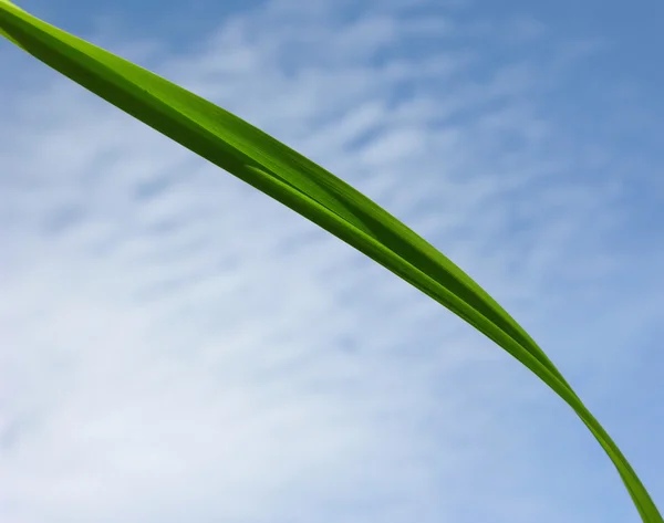 Blade of grass in front of blue sky — Stock Photo, Image
